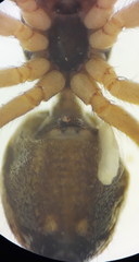 Heliophanus tribulosus