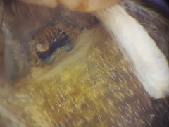 Heliophanus tribulosus