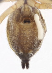 Heliophanus tribulosus