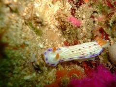 Hypselodoris capensis