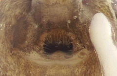 Heliophanus tribulosus