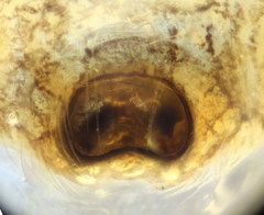 Heliophanus tribulosus