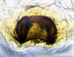 Heliophanus tribulosus