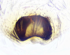 Heliophanus tribulosus