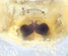 Heliophanus tribulosus