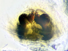 Heliophanus tribulosus