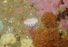 Hypselodoris capensis