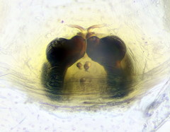 Heliophanus tribulosus