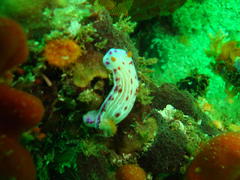 Hypselodoris capensis