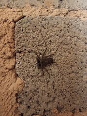 Phrynus operculatus