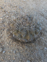 Eriosyce heinrichiana