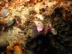 Hypselodoris