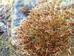 Orthothecium chryseum
