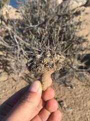Eriosyce heinrichiana