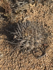 Eriosyce heinrichiana