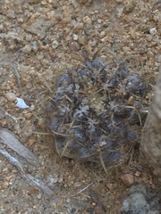 Eriosyce heinrichiana