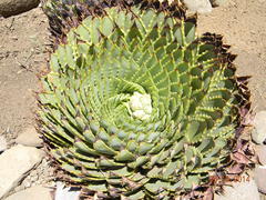 Aloe polyphylla image