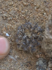 Eriosyce heinrichiana