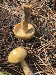 Suillus acidus