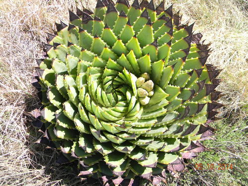 Aloe polyphylla image