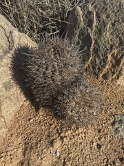 Eriosyce heinrichiana