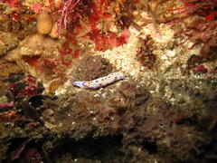 Hypselodoris
