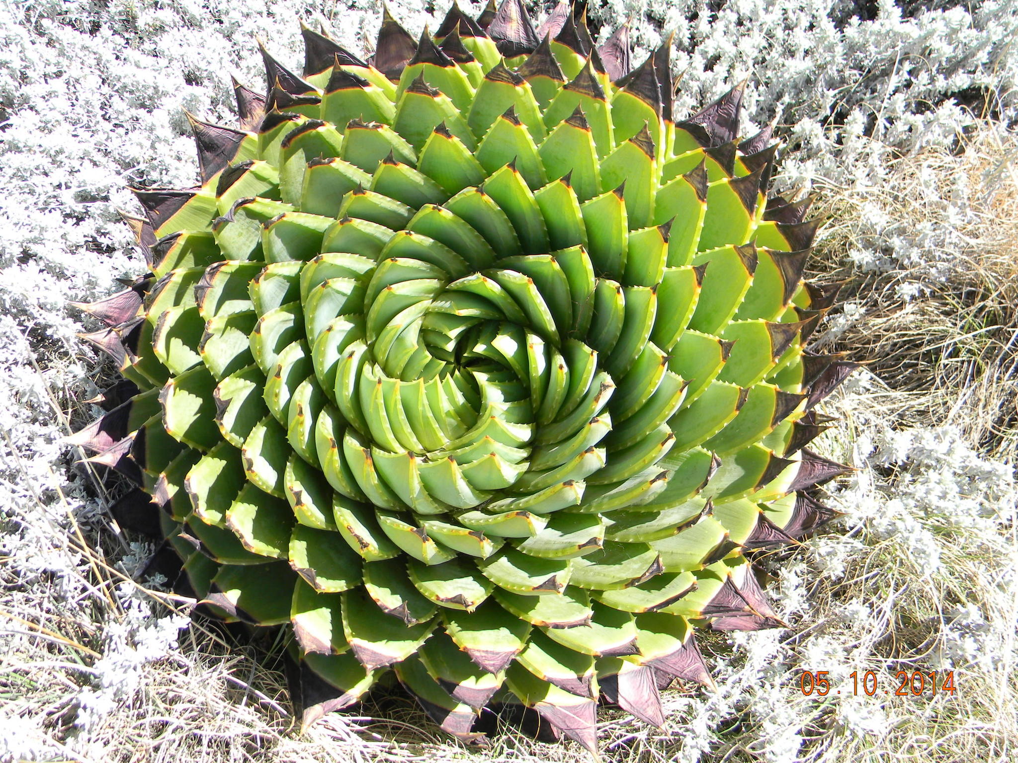 Imagem de Babosa espiral