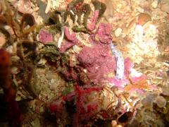 Hypselodoris