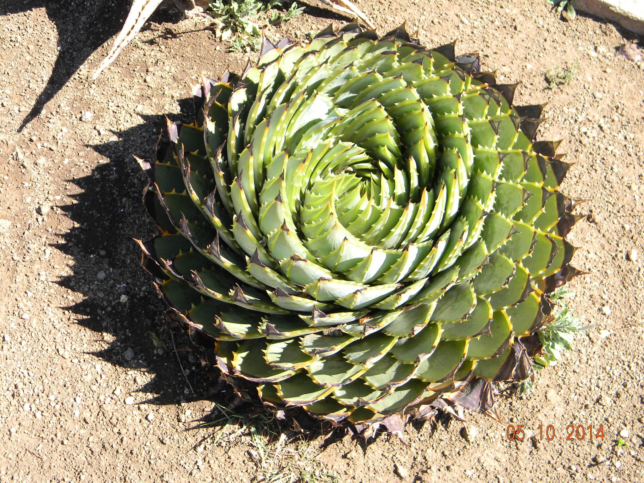 Imagem de Babosa espiral