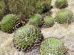 Aloe polyphylla image