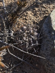 Eriosyce heinrichiana