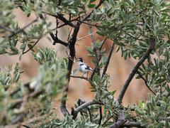 Lanioturdus torquatus