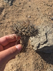 Eriosyce heinrichiana