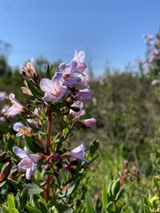 Lobostemon glaucophyllus