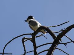 Lanioturdus torquatus