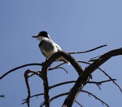 Lanioturdus torquatus