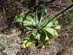 Lichtensteinia trifida