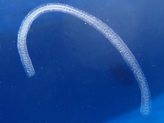 Collozoum inerme