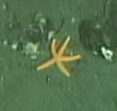 Henricia leviuscula