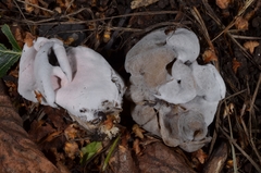 Hypomyces cervinigenus