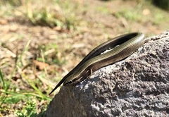 Ablepharus kitaibelii