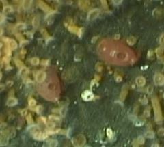 Cnemidocarpa finmarkiensis