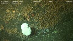 Cnemidocarpa finmarkiensis