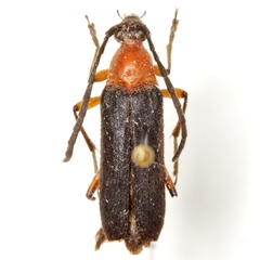 Megachoriolaus texanus