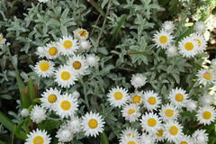 Achyranthemum argenteum