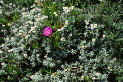 Achyranthemum argenteum