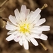 photo of California Chicory (Rafinesquia californica)
