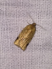 Paramesia gnomana