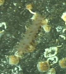 Synallactes challengeri