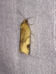 Paramesia gnomana